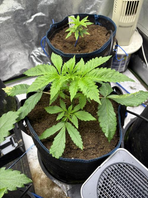 Apple & Banana in AutoPot. Week 4