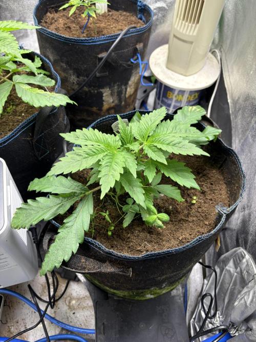 Apple & Banana in AutoPot. Week 4