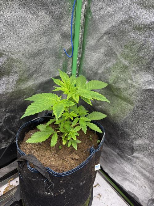 Apple & Banana in AutoPot. Week 4