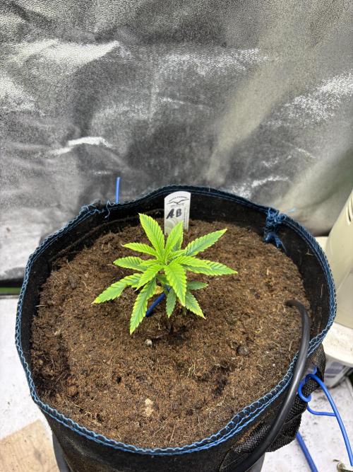 Apple and Bananas. Week 4