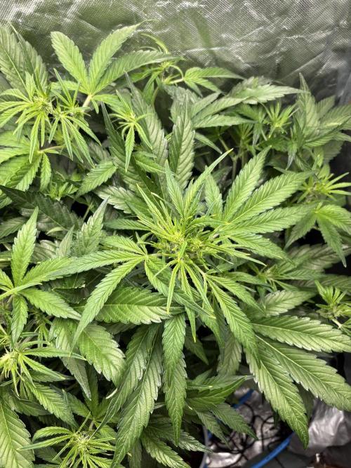 Lemon Haze Auto. Week 6