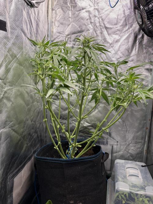 Lemon Haze Auto. Week 7