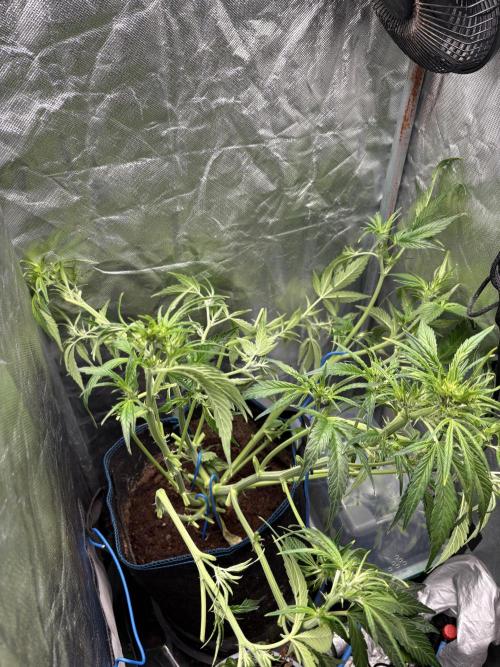 Lemon Haze Auto. Week 7