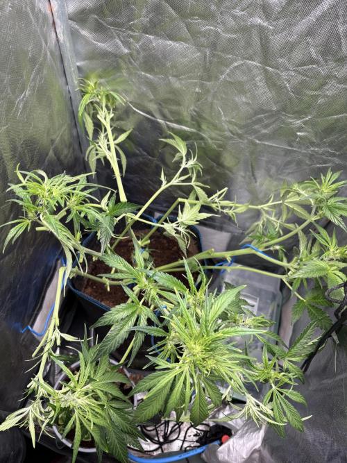 Lemon Haze Auto. Week 7