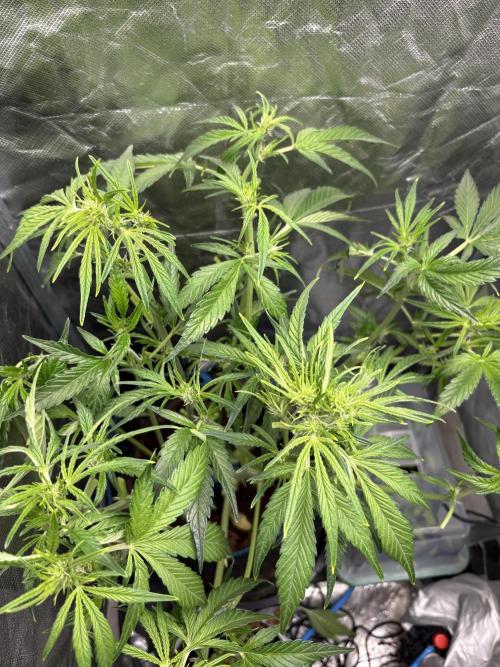 Lemon Haze Auto. Week 7
