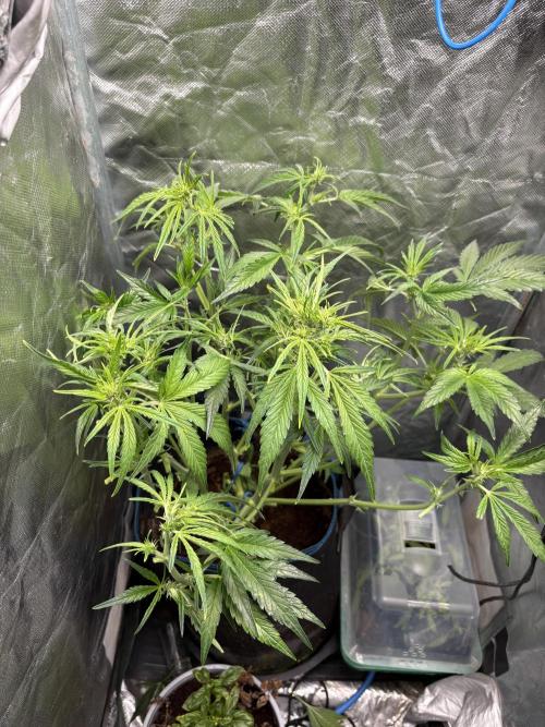 Lemon Haze Auto. Week 7