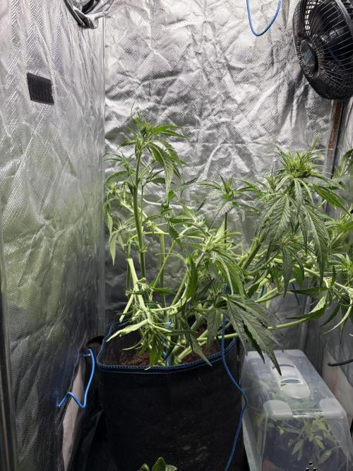 Lemon Haze Auto. Week 7