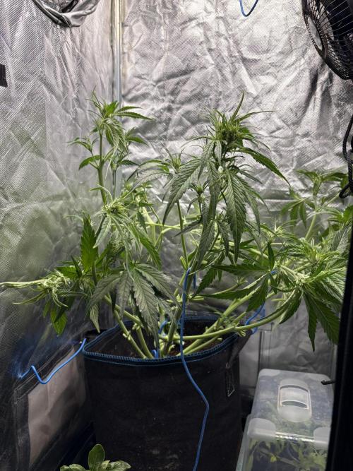 Lemon Haze Auto. Week 7