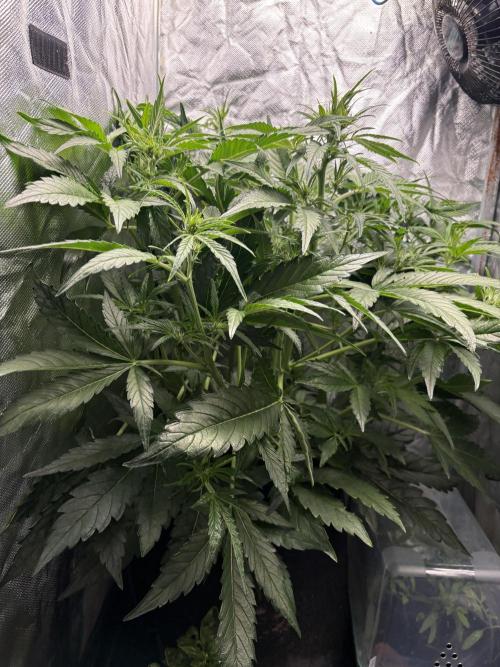 Lemon Haze Auto. Week 6