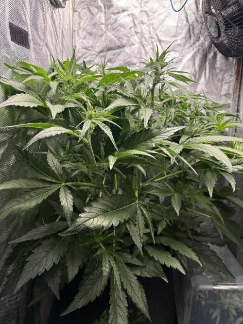 Lemon Haze Auto. Week 6