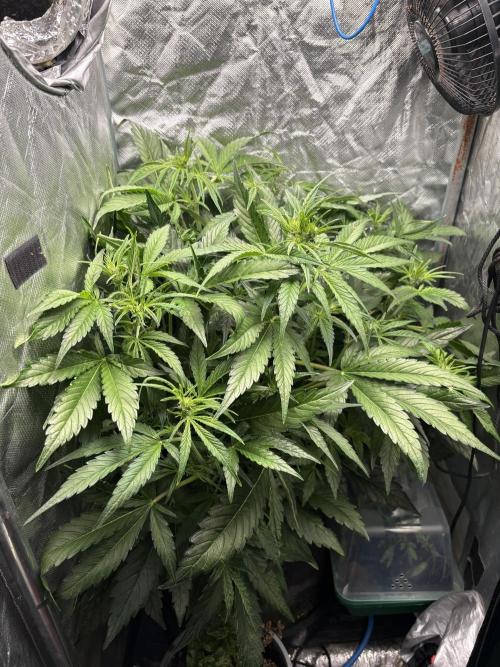 Lemon Haze Auto. Week 6