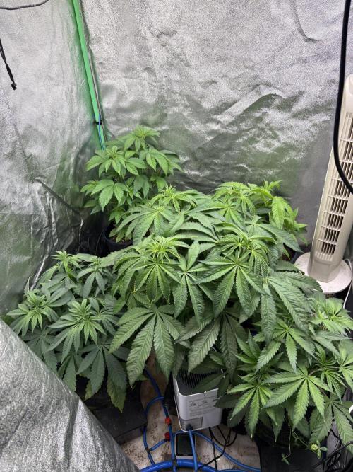 Apple & Banana in AutoPot. Week 7