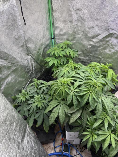 Apple & Banana in AutoPot. Week 7