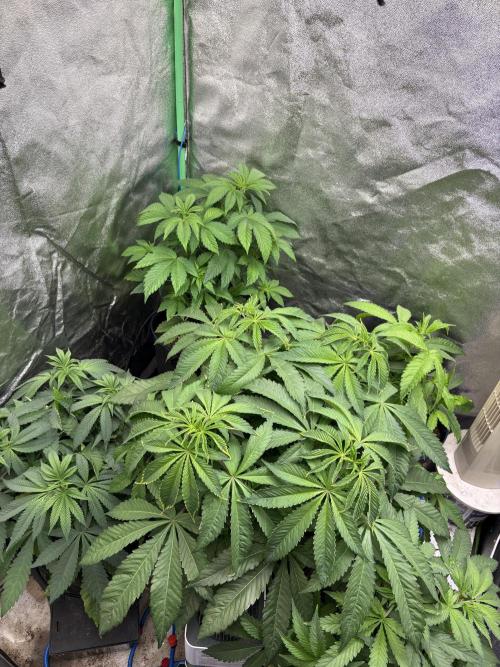 Apple & Banana in AutoPot. Week 7