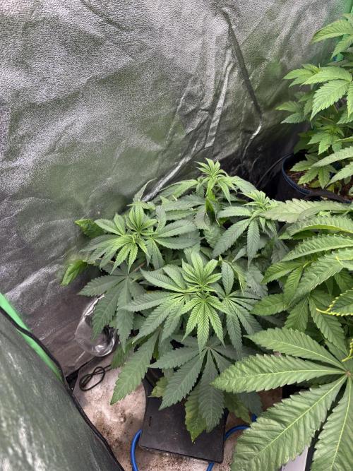 Apple & Banana in AutoPot. Week 7