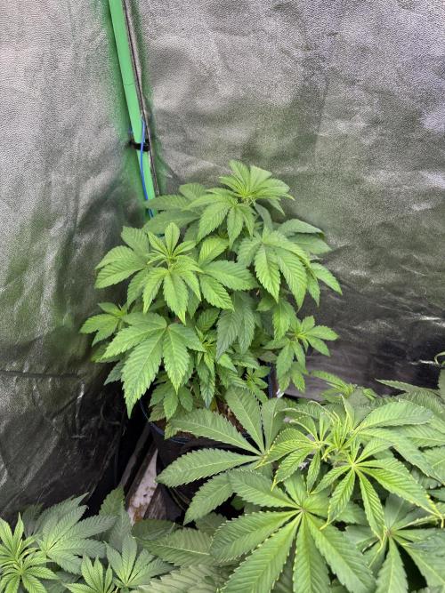 Apple & Banana in AutoPot. Week 7