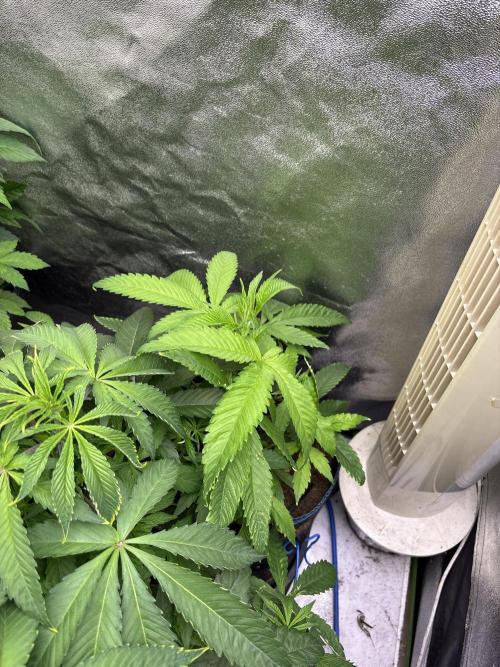 Apple & Banana in AutoPot. Week 7