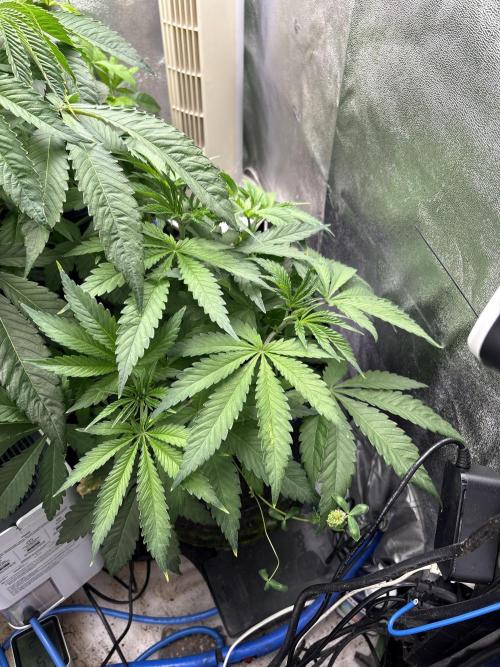 Apple & Banana in AutoPot. Week 7