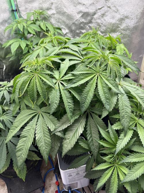 Apple and Bananas. Week 7