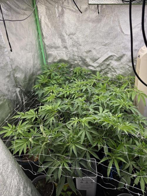 Apple & Banana in AutoPot. Week 8
