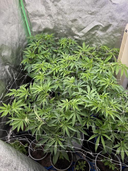 Apple & Banana in AutoPot. Week 8