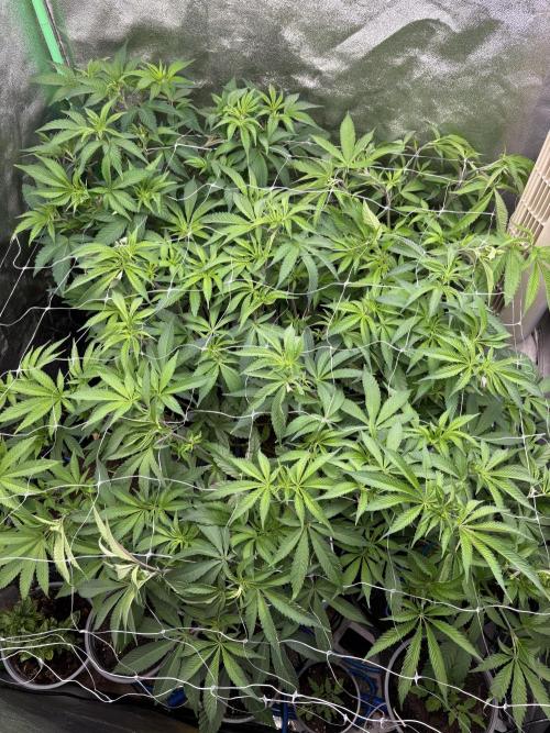 Apple & Banana in AutoPot. Week 8