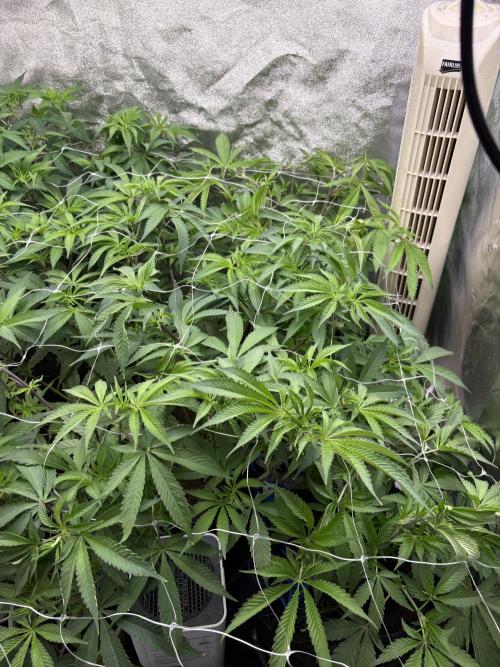 Apple and Bananas. Week 8