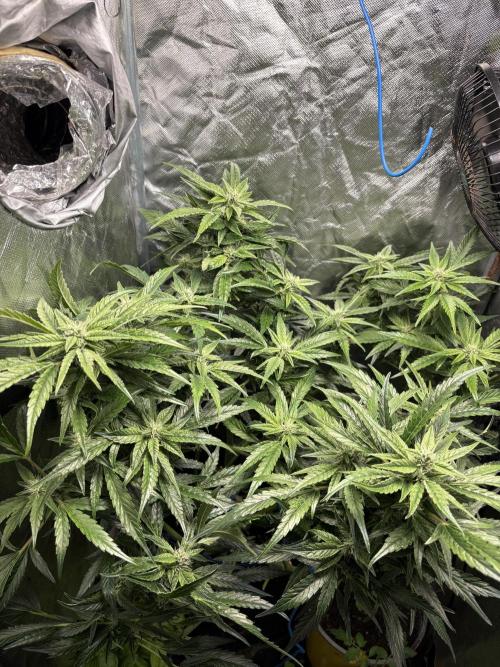 Lemon Haze Auto. Week 9