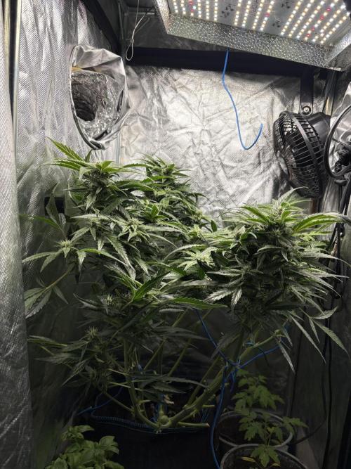 Lemon Haze Auto. Week 9