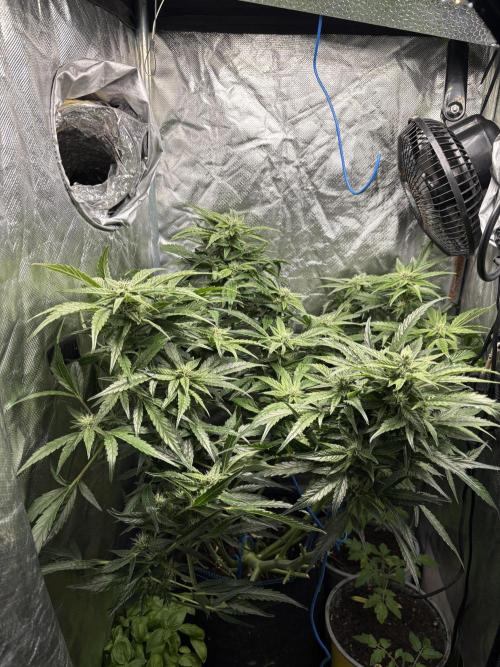 Lemon Haze Auto. Week 9