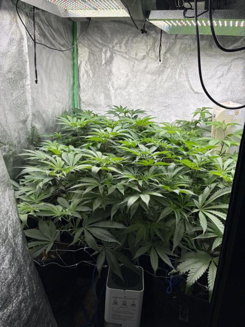 Apple & Banana in AutoPot. Week 10