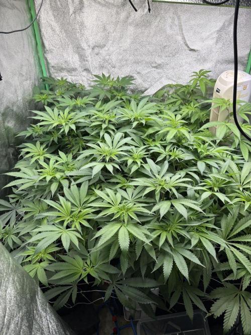 Apple and Bananas. Week 10
