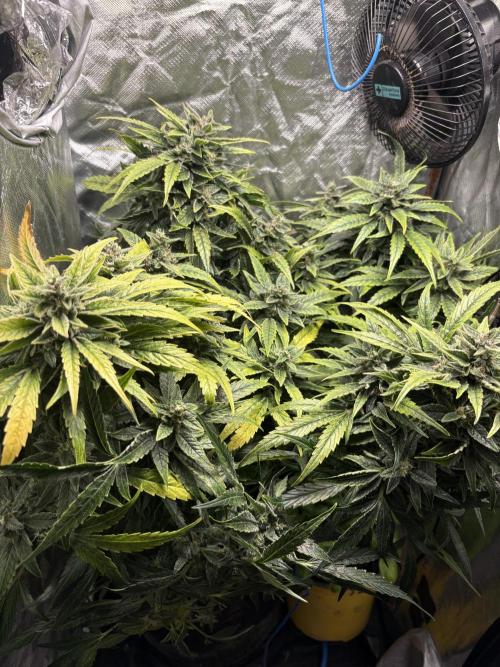 Lemon Haze Auto. Week 11