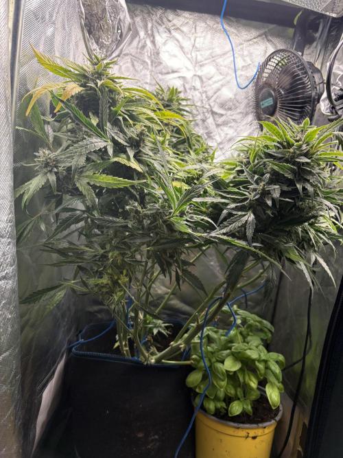Lemon Haze Auto. Week 11