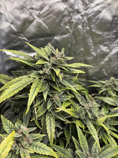 Lemon Haze Auto. Week 11