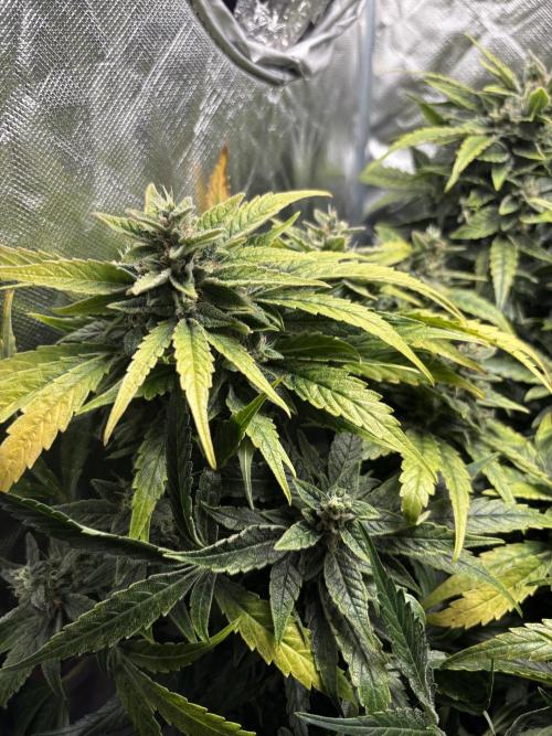 Lemon Haze Auto. Week 11