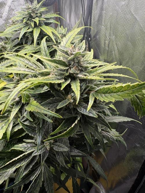 Lemon Haze Auto. Week 11
