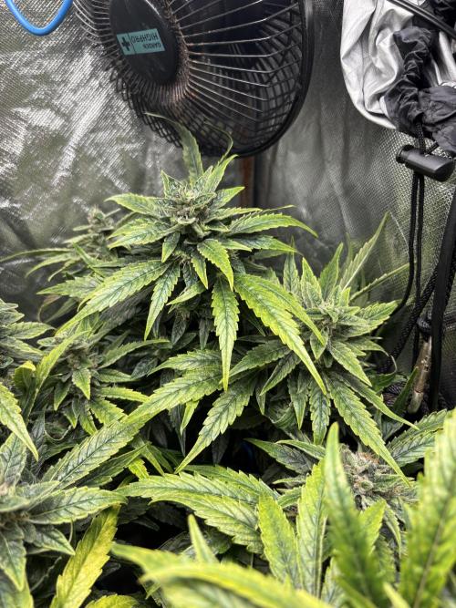 Lemon Haze Auto. Week 11