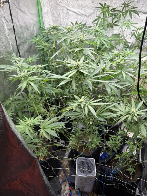 Apple & Banana in AutoPot. Week 12