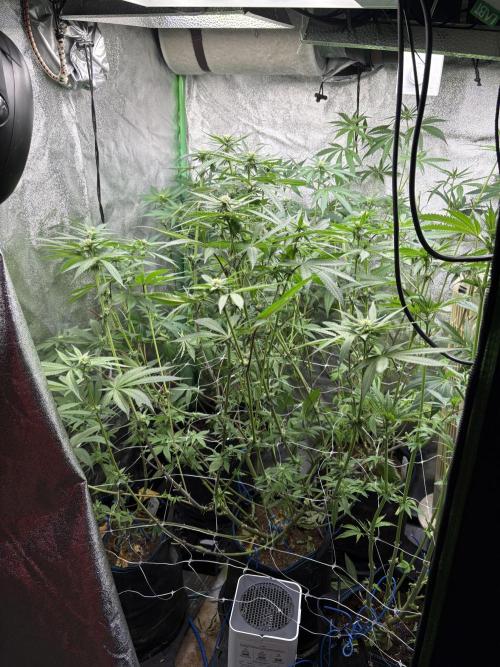 Apple & Banana in AutoPot. Week 12