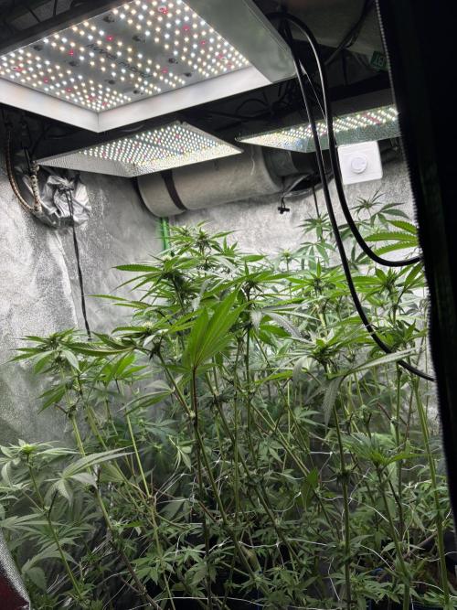 Apple and Bananas. Week 12