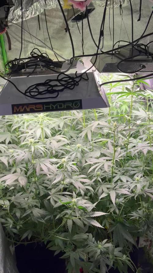 GMO/Biscotti by Barneys Farm