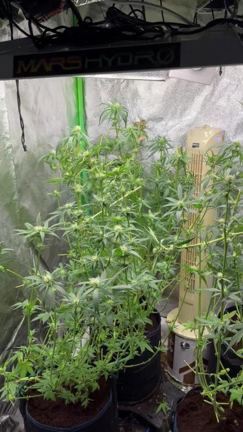 GMO/Biscotti by Barneys Farm