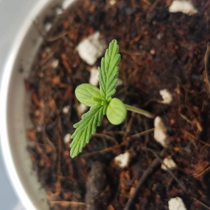 First grow. Week 1