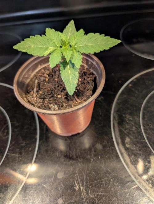 Mars Hotel. Week 1