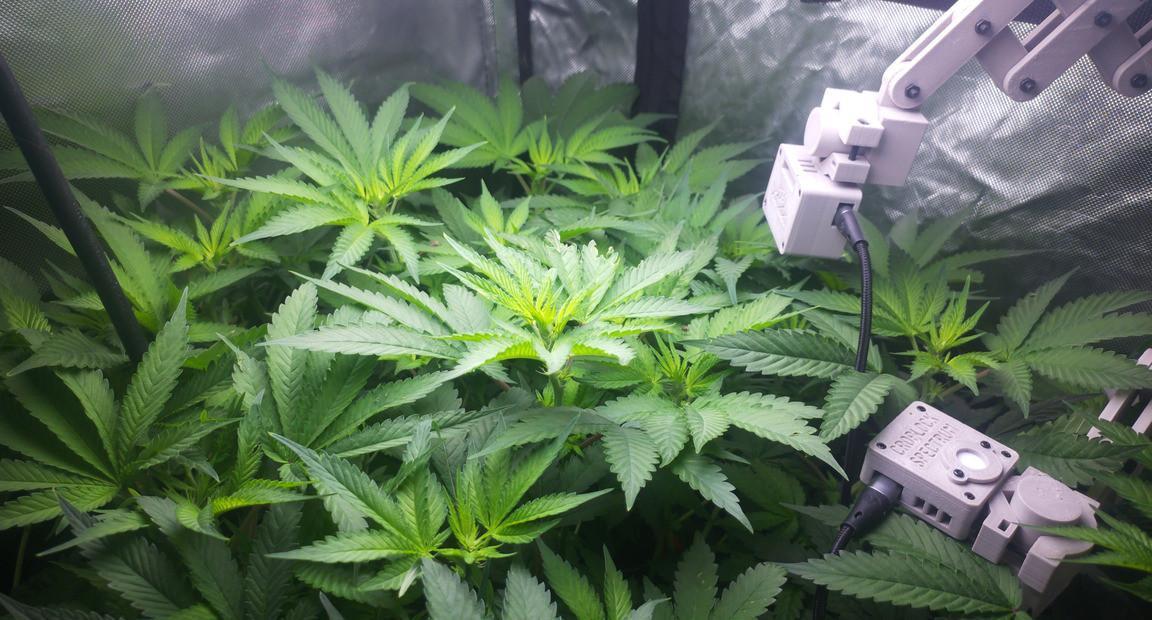 Mars Hotel Summer 26 under Croplock. Week 9