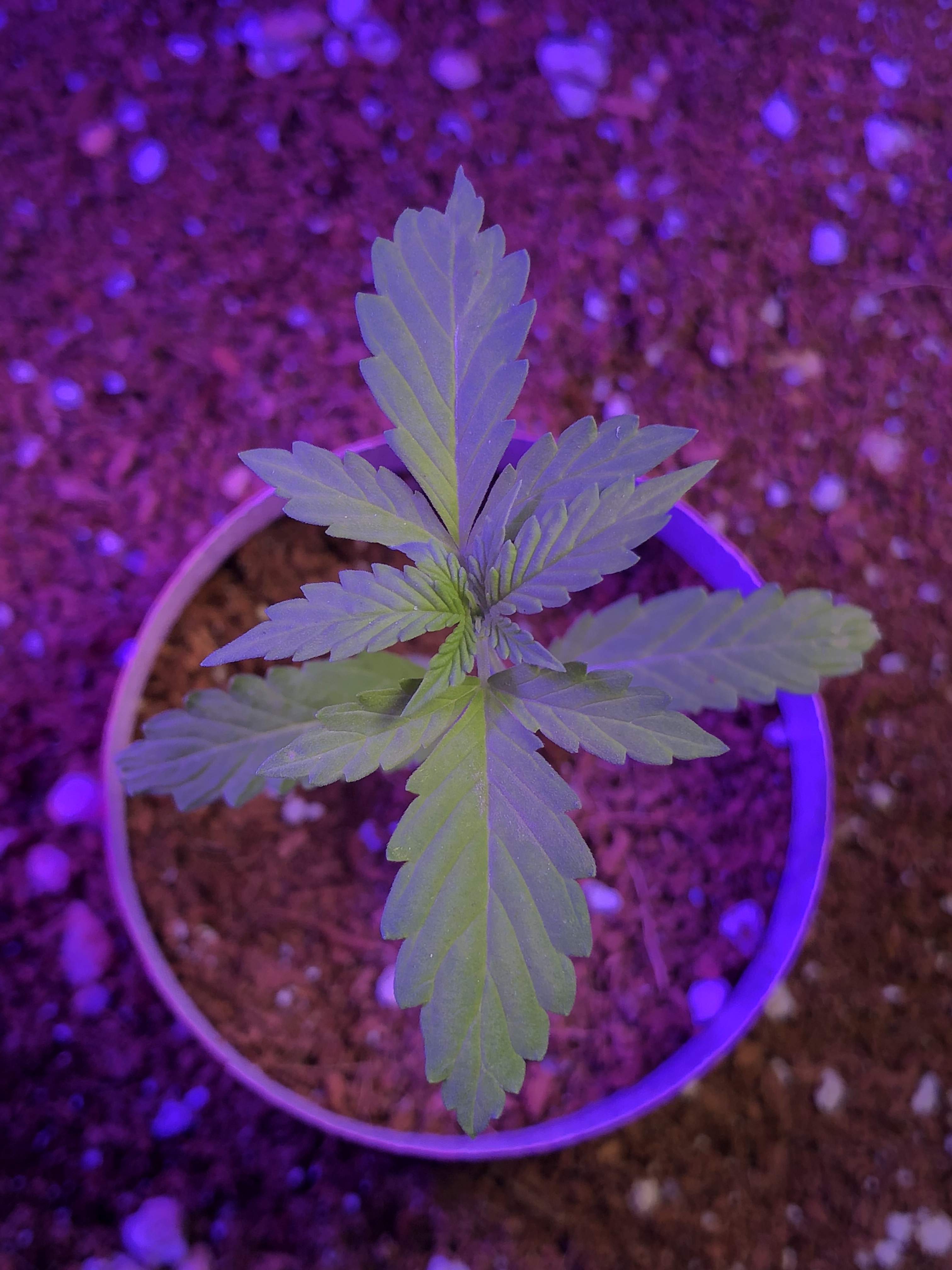 Sour Melon grow diary (journal) week4 by Hibiki GrowDiaries