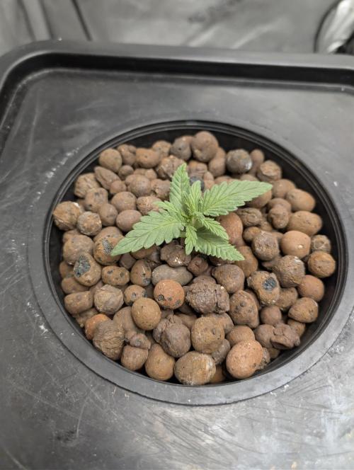 Peach cresendo. Week 1