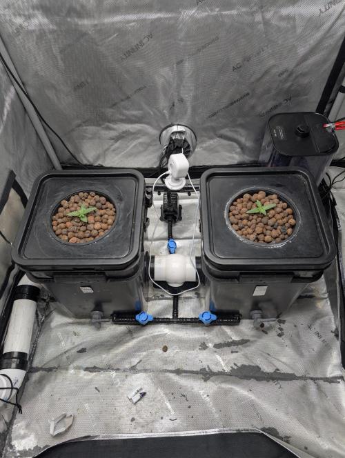 Peach cresendo. Week 1