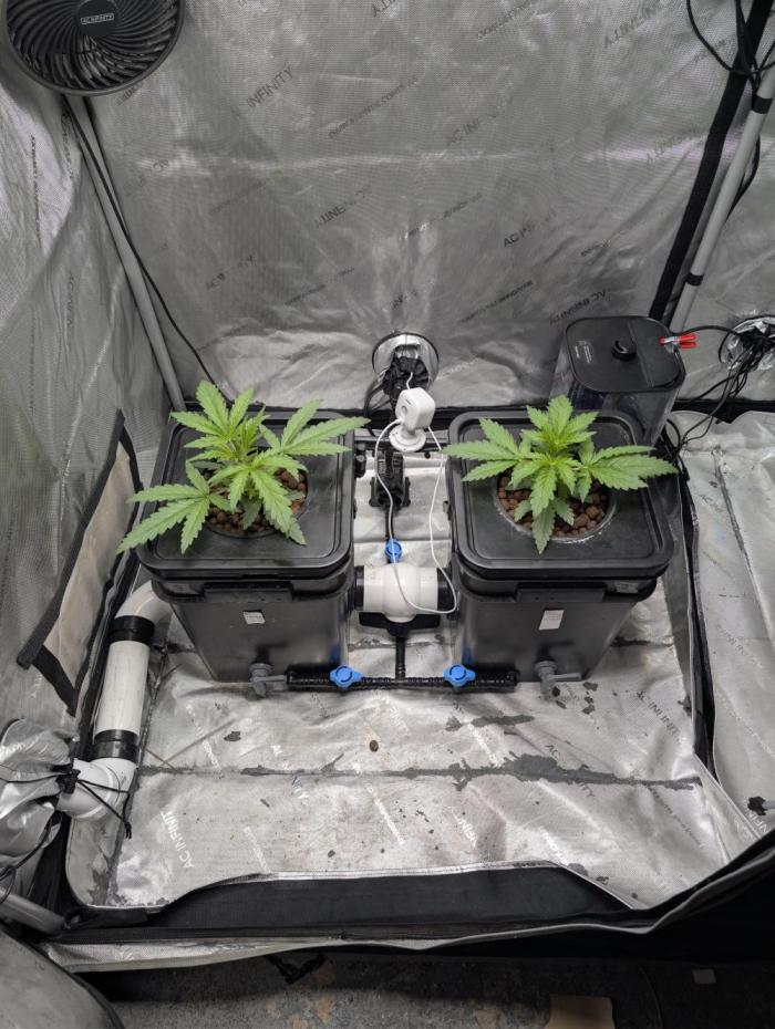 Peach cresendo. Week 3